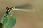 Occhi Marroni