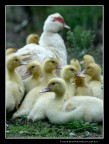 la famiglia