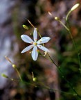 fiore
