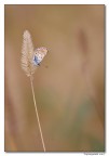 solitaria