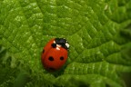 Dati di scatto

EOS 20D + Canon 100 f2.8 macro
TV 1/250
AV f13
ISO 100
MF
Flash