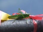 Gigante verde