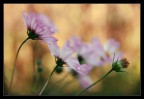 Light touch