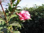 Un fiore che sboccia, come la primavera