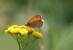 Sono alle prime armi, mi piace la macro e vorrei migliorarmi con il vostro aiuto

Grazie dei commenti

Canon 30d  Sigma180
