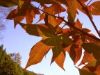 ....ombre rosse