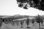 TERRA DEL SUD