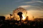 soffione al tramonto...