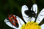 http://www.flickr.com/photos/13017966@N03/
a questo indirizzo sono altre mie foto