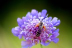 http://www.flickr.com/photos/13017966@N03/
a questo indirizzo sono altre mie foto