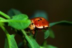 http://www.flickr.com/photos/13017966@N03/
a questo indirizzo sono le altre mie foto.