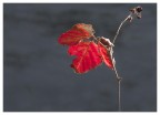 Il mio Autunno