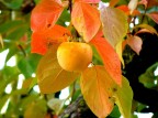 Frutto di stagione