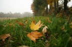 uggiosa mattinata d'autunno...