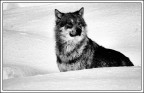 Lupo 2