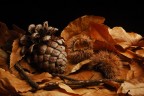 Colori d'autunno