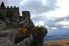 Nido d'aquila
