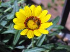 Fiore