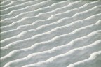 CANDIDA NEVE