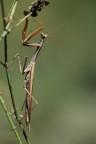 Mantide