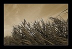 Le&quot;spolvrine&quot;