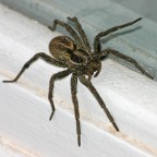 Che ragno è ? Che ragno è ?