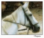 White Horse