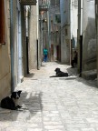 A misura d'uomo (e di cane)