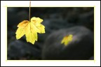 Foglie