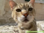 curiosit di micio