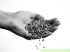 grano