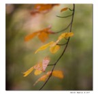 Acquerello autunnale