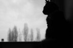 il mio gatto nero stewie che riesce a saltare sul luminello della mansarda guada fuori con nostalgia..
Scatto: Nikkor 18/70mm, focale 55mm - ISO 500 - 1/100 sec - F5