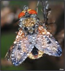 Una livrea di rugiada Una livrea di rugiada