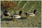 Tre paperelle a spasso sul lago