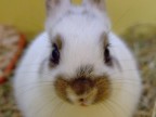 Ciccio 03