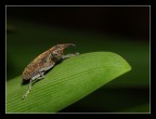 Balanino