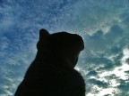 Nel Blu