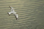 In volo sul Po
