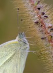 Pieris ergane