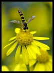 Giallo da per tutto