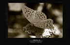 BUTTERFLY BLACK&amp;WHITE