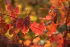 AUTUNNO