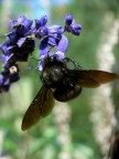 Black Bug