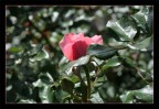 rosa delicata