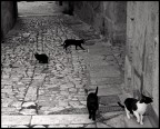 Gatti di strada
