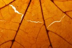 classico d'autunno