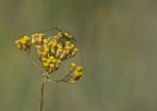 70-200 F4L