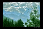lumix fz50