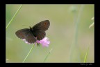 LUMIX FZ50 - 420mm mano libera